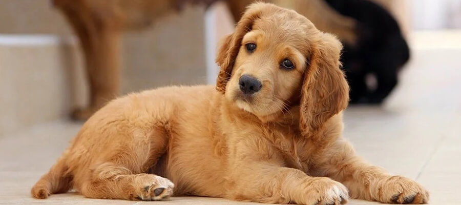 Dog Breeds That Are Great for First-Time Owners